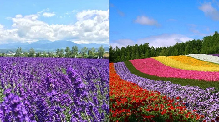 第6名 北海道薰衣草（富良野）／美瑛之旅